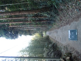 剪定工事(鹿嶋市山之上地内)